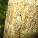 Cicada