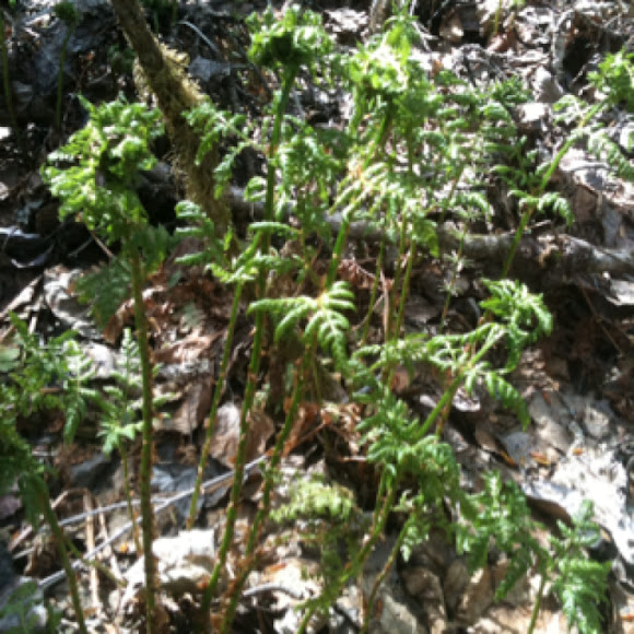 Spotting Image 1