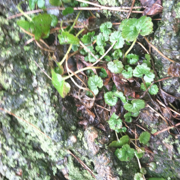Spotting Image 1