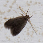 Moth