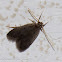 Moth