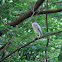 black-crowned night-heron