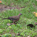 Spotted Dove (珠頸斑鳩)