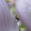 Assassin Bug Nymph