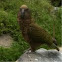 Kea