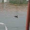 Andean Coot (red fronted morph)
