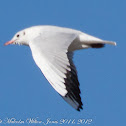 Black-headed Gull; Gaviota Reidora