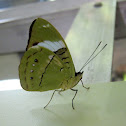 Blue-banded Nymph