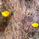 California poppy