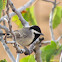 Grey tit