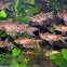 Upside-down Catfish