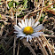 Gänseblümchen