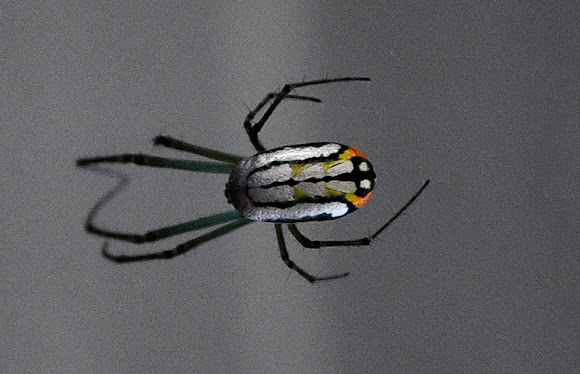 Spotting Image 1
