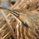 American Bittern