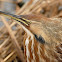 American Bittern