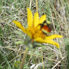 Hunt's Bumblebee