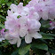 Rododendro, Rhododendron