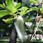 White Caterpillar, top view