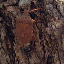 Stink Bug (laying eggs!)