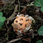 clathrus cancellatus