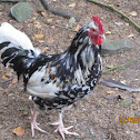 Rooster