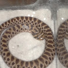 Western hognose