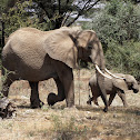 african elephant