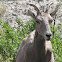 Big Horn Sheep
