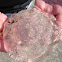 Moon jellyfish 