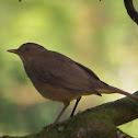 Clay-colored Thrush