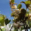 Rusty lyonia