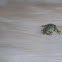 Pacific Tree Frog