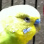 Budgerigar Parakeet