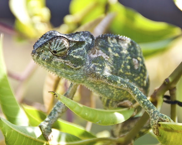 Flap-Necked Chameleon | Project Noah