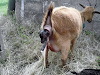 Vendo Cabras