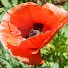 Poppy