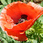 Poppy