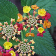 South American Species
