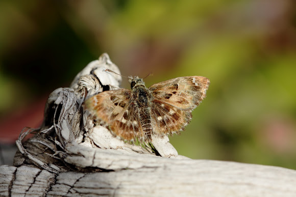 Spotting Image 1