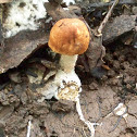 Sheathed Fungus