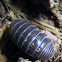 Roly Poly