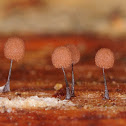 Comatricha nigra
