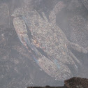 Crab