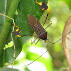 Leaf-footed bug