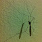 Crane fly