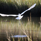 Great Egret