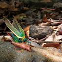Rainbow Grasshopper