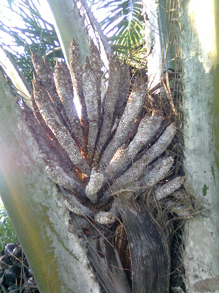Spotting Image 1