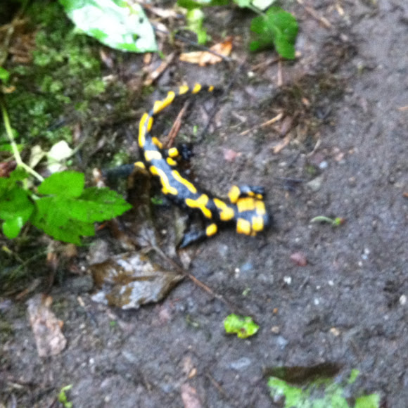 Spotting Image 1