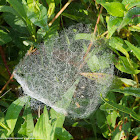 Bowl and Doily Weaver spider web